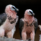 Image for article titled Bearded Vultures Are The Most Punk Rock Animals In The World
